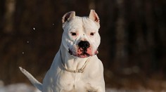 Našli ukradnutú dogu, ktorá má hodnotu 20-tisíc eur. Príbeh sa ale zamotáva