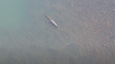 Rybári mali šťastie, že si zobrali aj dron. Kúsok od nich plával gigantický krokodíl aj žralok