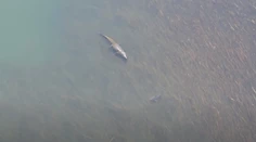 Rybári mali šťastie, že si zobrali aj dron. Kúsok od nich plával gigantický krokodíl aj žralok