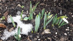 Jar sa už zrejme hlási. Oteplí sa a rastú aj prvé snežienky