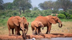 Navzájom si dávajú mená a oslovujú sa nimi. Nová štúdia popisuje komunikáciu slonov