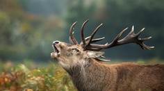 Muž sa vydal uloviť jeleňa. Zviera mu roztrhlo polovicu tváre
