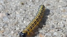 Tisíce húseníc na sídlisku v Považskej Bystrici. Lezú po panelákoch aj do bytov