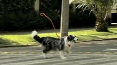 Naoriginálnejšia reklama na adopciu opustených psíkov: Nápad za sto bodov!