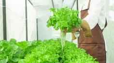 Nenahraditeľný hlávkový šalát: Zaraďte ho do jedálnička a posilnite svoje zdravie