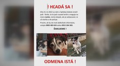 Psa, ktorého na Silvestra v Spišskej Sobote vyplašil delobuch, našli až v Lotyšsku