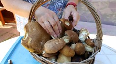 Rastú už huby ako po daždi? Mykologička prezradila, v ktorých oblastiach by sme ich mohli nájsť