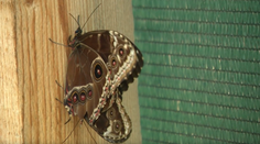 Zoltán si zamiloval motýle. Jeho záhrada je hotový raj