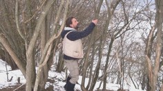 Drevo, z ktorého sa vyrábajú fujary, sa zbiera v zime, keď je stečené z miazgy