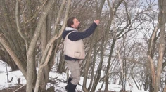 Drevo, z ktorého sa vyrábajú fujary, sa zbiera v zime, keď je stečené z miazgy