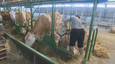 Kravy sa na móle predvádzali ako modelky. V Nitre hodnotili hovädzí dobytok