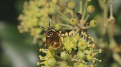 Na Záhorí lieta vzácna mucha. Vraj je to prvý takýto objav na Slovensku