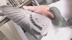 V Trenčíne vystavujú holubov, niektoré stoja ako Ferrari