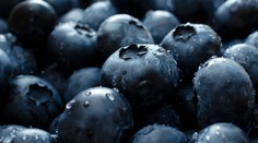 VIDEO: Farmári vypestovali najväčšiu čučoriedku sveta. Rozmermi pripomína golfovú loptičku