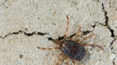 Na Európu útočí nový druh kliešťov, ktoré prenášajú smrteľné choroby. Ohrozujú aj Slovensko?