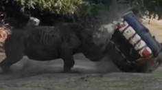 Hrozivý incident v Nemecku: Obrovský nosorožec zaútočil na ošetrovateľku, ktorá sedela v aute