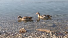 V hlavnom meste sa zahniezdila exotická hus, ochranári nie sú vôbec nadšení