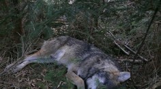 FOTO: Neďaleko Mengusoviec našli zastreleného vlka