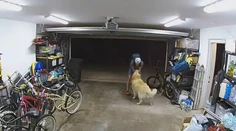 VIDEO: Zvrat pri krádeži bicykla. Muž sa vrátil na miesto činu, aby si pohladkal psa