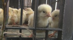 Šialenstvo pre havarované kuriatka. Namiesto kafilérie skončili v ľudských domovoch