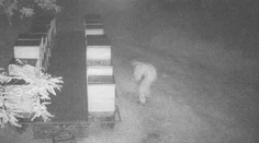 Chytil zlodeja pri kradnutí včiel: Ten urobil nečakanú vec