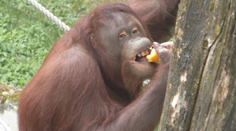 Opice s nanukmi, medvedie kúpalisko a sprcha pre slony. S horúčavami bojujú aj v zoo