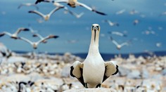 V Írsku padali z neba desiatky vtákov. Odborníci sú v strehu