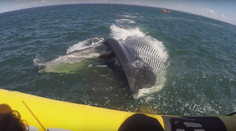 Panika na palube! Na turistov otvoril tlamu 50-tonový kolos