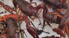 Na Turci objavili obrovské množstvo raka červeného. Pre našu prírodu predstavuje katastrofu