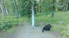 V Strážovských vrchoch napadol medveď poľovníka, dohrýzol mu nohy