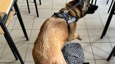 Beseda o škodlivosti drog sa skončila predčasne. Pes našiel v batohu študentky zakázanú látku