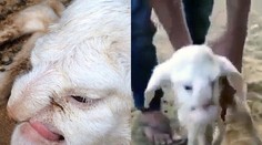 Hra prírody: Toto jahniatko sa narodilo s tvárou nasrdeného starca