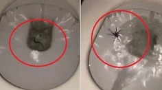 Skutočná nočná mora! Dôvod, prečo v Austrálii treba splachovať
