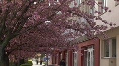 Zázrak v Košiciach! Čerešne rozkvitli napriek preseknutým koreňom