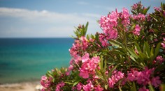 Zisťovali sme ceny dovoleniek u nás a v zahraničí