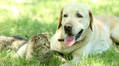 Psy a mačky so zdravotným poistením: Zákroky uhradíte aj na splátky