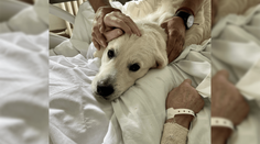 Pomáhajú liečiť. Retrievery Amir a Mateo rozdávajú radosť vo zvolenskej nemocnici