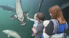 U našich susedov môžete sledovať život rýb priamo pod hladinou. Jazero v obci Modrá sa stalo obľúbenou atrakciou