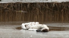 Európa zažíva najhoršiu epidémiu vtáčej chrípky u zvierat, tvrdia nemeckí vedci