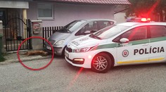 Pes z útulku sa po pár týždňoch zmenil na beštiu.  Pri Myjave strhol a dohrýzol cyklistu
