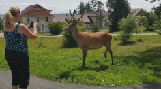 Po kontajnerových medveďoch sú novým problémom Tatier nebojácne jelene