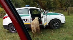 Baran na Myjave ťažko zranil dôchodkyňu. Utekali pred ním policajti aj záchranári