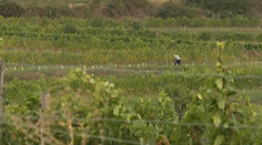 Vinohradníci a vinári bojujú o každý strapec hrozna. Divá zver, škorce, ale aj zlodeji terorizujú ich úrodu