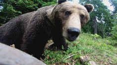 Ženu ohrozoval vo Vysokých Tatrách medveď. Najskôr si myslela, že ide o atrapu