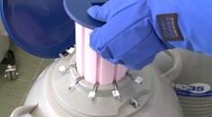 Českom otriasa škandalózny prípad zámeny ľudských embryí