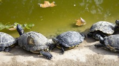 Nemecké jazero ohrozujú dravé korytnačky. Sú schopné odhryznúť človeku prst