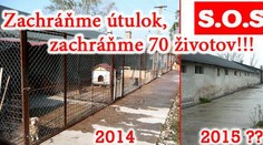 Psy z útulku v Mederi prichádzajú o strechu nad hlavou!