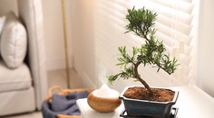 Všetko o difuzéroch. Máte jeden doma?