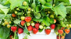 Chcete si pestovať jahody na balkóne? Poradíme vám, ktoré odrody sú na to vhodné