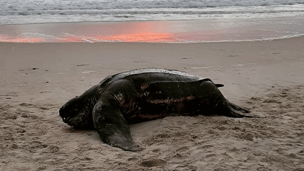 More vyplavilo na pláž mŕtve telo najväčšej morskej korytnačky. Vážila pol tony
